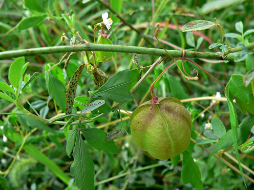 image of Cardiospermum halicacabum, Balloonvine, Love-in-a-puff, Heartseed