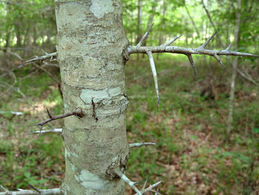 image of Crataegus iracunda var. iracunda, Forest Hawthorn, Stolon-bearing Hawthorn