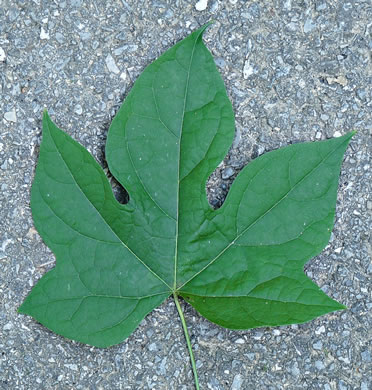 Calycocarpum lyonii, Cupseed, Lyonia-vine