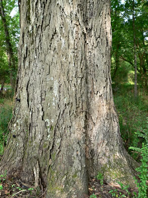 image of Carya ovata, Common Shagbark Hickory