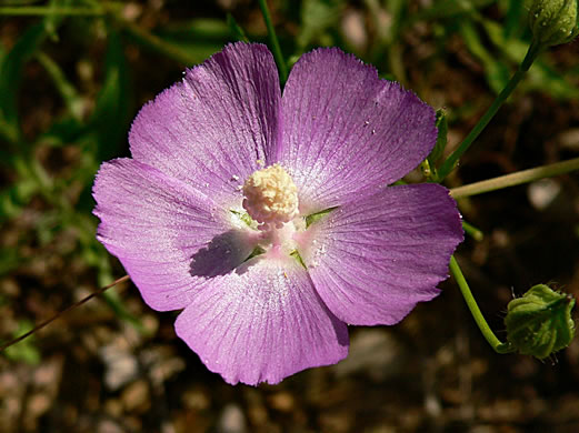 image of Callirhoe pedata, Palmleaf Poppy-mallow