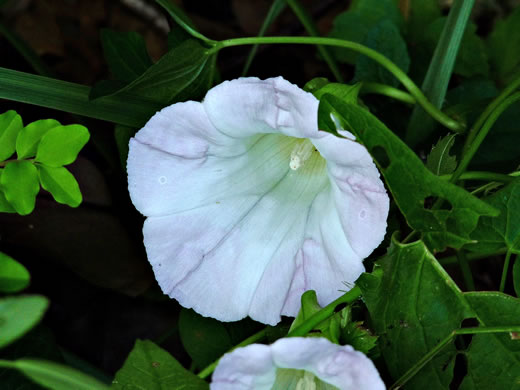 image of Convolvulus fraterniflorus, Twin-flowered Bindweed, Twoflower Bindweed, Shortstalk False Bindweed