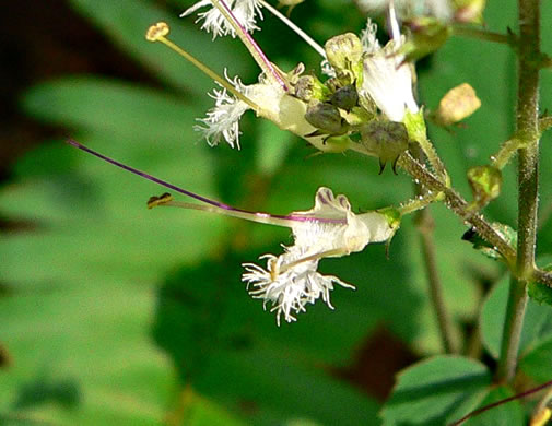 image of Collinsonia tuberosa, Tuberous Horsebalm, Stoneroot, Deepwoods Horsebalm