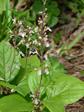 image of Collinsonia verticillata, Whorled Horsebalm