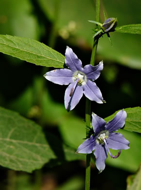 image of Campanulastrum americanum, Tall Bellflower