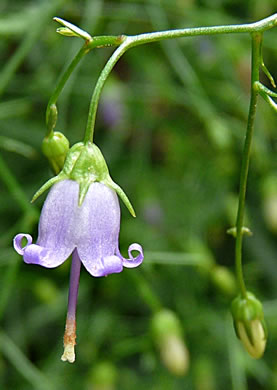 image of Campanula divaricata, Southern Harebell, Appalachian Bellflower