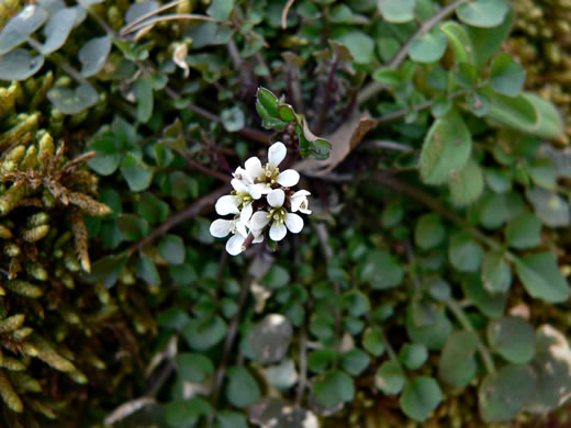 image of Cardamine hirsuta, Hairy Bittercress