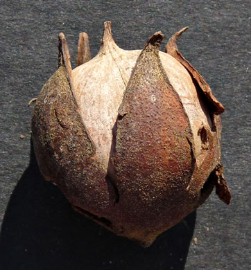 image of Carya cordiformis, Bitternut Hickory