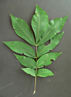 Carya cordiformis, Bitternut Hickory