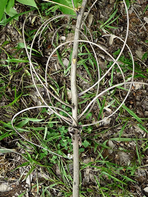 image of Carya laciniosa, Big Shellbark Hickory, Kingnut Hickory