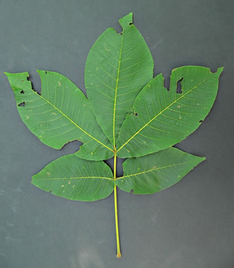 Common Shagbark Hickory