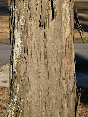 image of Carya ovata, Common Shagbark Hickory