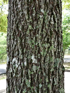 image of Carya pallida, Sand Hickory, Pale Hickory