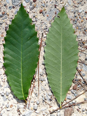 Castanea dentata, American Chestnut