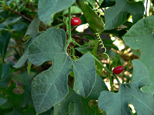 Cayaponia quinqueloba, Five-lobed Cucumber, Melon-leaf Cucumber