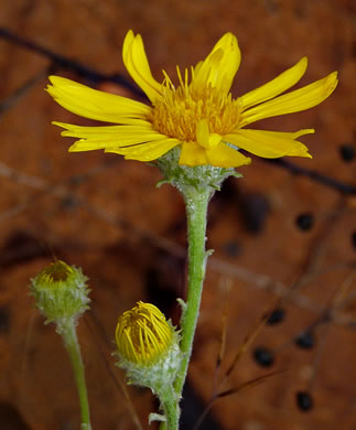 image of Chrysopsis gossypina, Woolly Goldenaster, Cottonleaf Goldenaster, Gossamer Goldenaster, Cottony Goldenaster