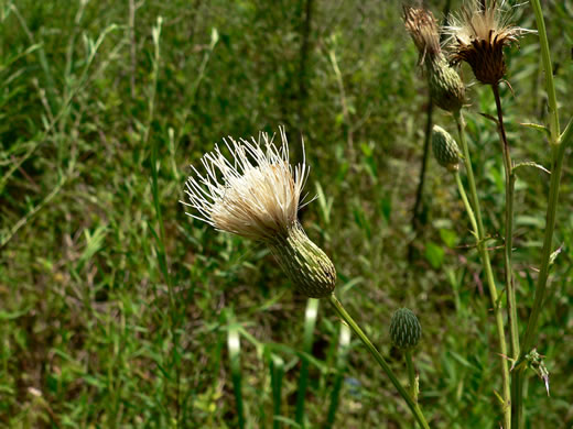 Cirsium nuttallii, Coastal Tall Thistle, Nuttall's Thistle