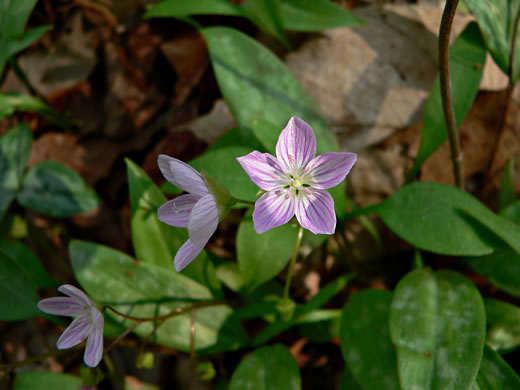 image of Claytonia caroliniana, Carolina Spring-beauty