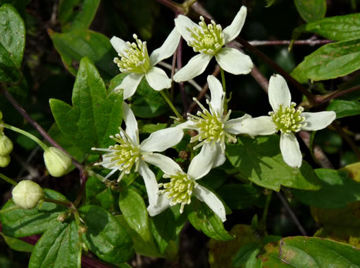 Virgin's Bower