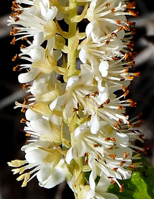 image of Clethra alnifolia, Coastal Sweet-pepperbush, Coastal White-alder