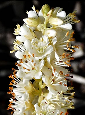 Coastal Sweet-pepperbush