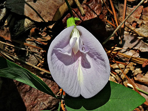 Clitoria mariana var. mariana, Butterfly-pea