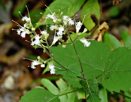 image of Collinsonia tuberosa, Tuberous Horsebalm, Stoneroot, Deepwoods Horsebalm