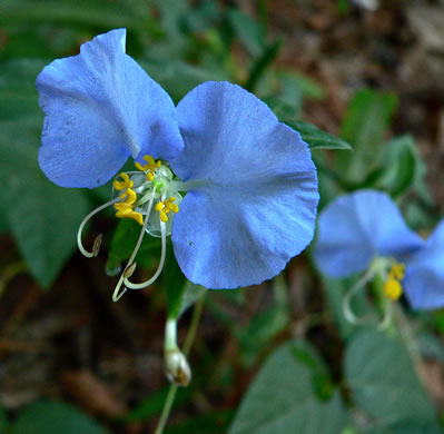 image of Commelina erecta var. erecta, Erect Dayflower, Slender Dayflower