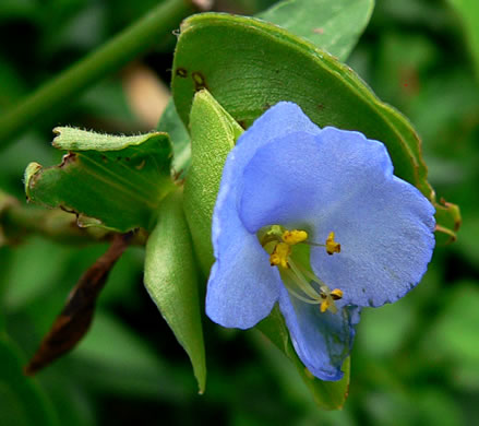 image of Commelina virginica, Virginia Dayflower