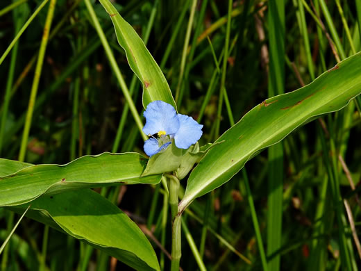 image of Commelina virginica, Virginia Dayflower