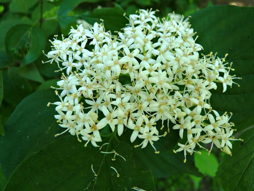 Silky Dogwood