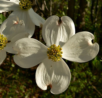 image of Benthamidia florida, Flowering Dogwood