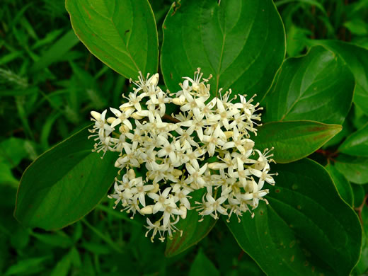 Southern Swamp Dogwood