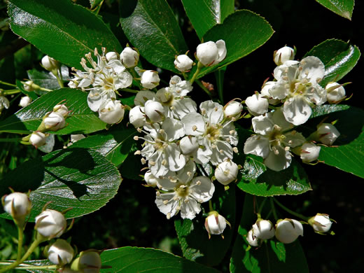 image of Crataegus crus-galli var. crus-galli, Cockspur Hawthorn