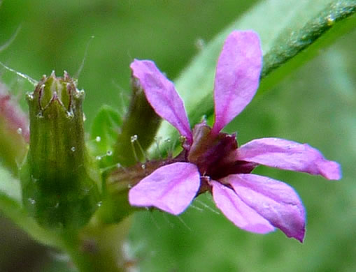 image of Cuphea carthagenensis, Colombian Waxweed