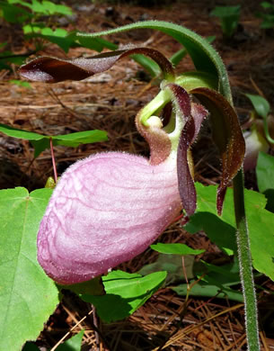 image of Cypripedium acaule, Pink Lady's Slipper, Mocassin Flower