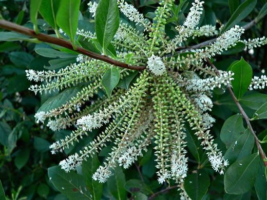 image of Cyrilla racemiflora, Titi, Swamp Cyrilla, Leatherwood