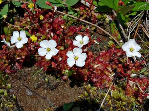 image of Drosera brevifolia, Dwarf Sundew, Early Sundew