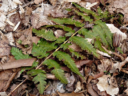 image of Dryopteris celsa, Log Fern