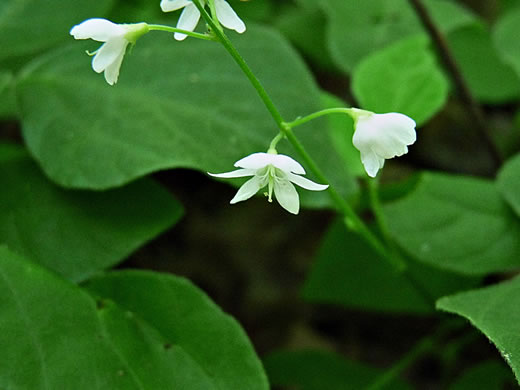 image of Hylodesmum pauciflorum, Fewflower Tick-trefoil