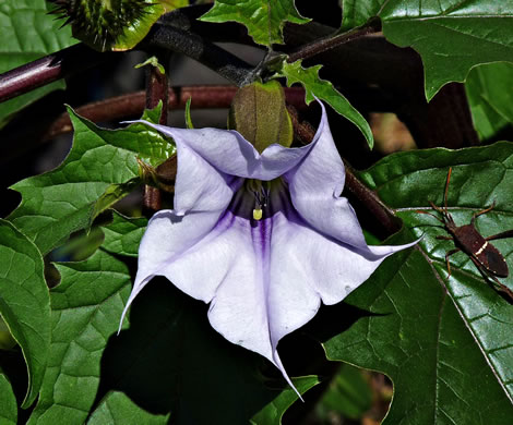 image of Datura stramonium, Jimsonweed, Thornapple, Stramonium