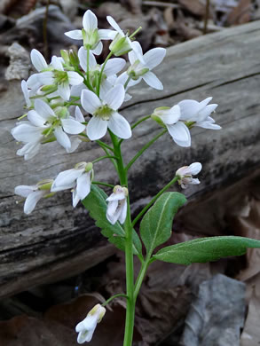 image of Cardamine diphylla, Broadleaf Toothwort, Crinkleroot, Pepperroot, Two-leaved Toothwort