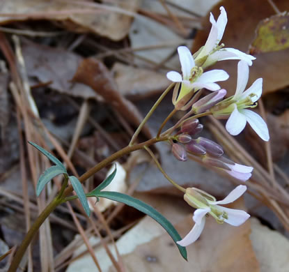 image of Cardamine angustata, Eastern Slender Toothwort