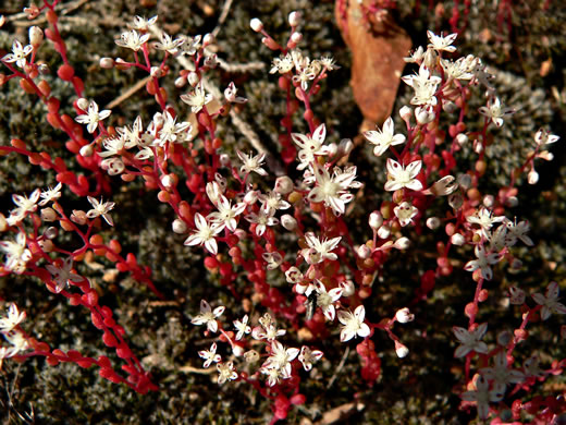 image of Diamorpha smallii, Elf-orpine