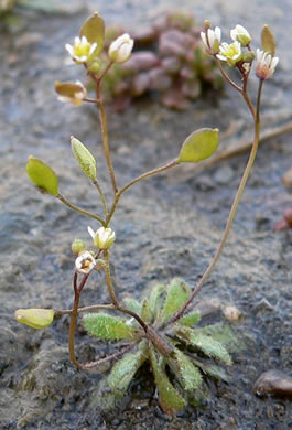 image of Draba verna, Whitlow-grass, Spring Draba