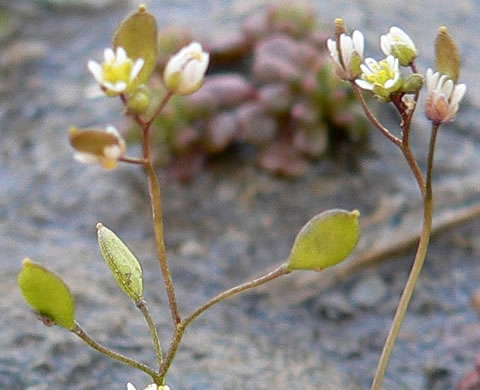 image of Draba verna, Whitlow-grass, Spring Draba