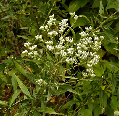 image of Eupatorium altissimum, Tall Thoroughwort, Tall Boneset