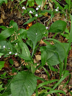 image of Elephantopus carolinianus, Leafy Elephant's Foot, Carolina Elephant's Foot