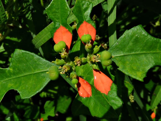 image of Euphorbia cyathophora, Wild Poinsettia, Painted Leaf, Fire-on-the-mountain