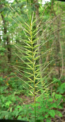 image of Elymus hystrix var. hystrix, Common Bottlebrush Grass, Eastern Bottlebrush-grass